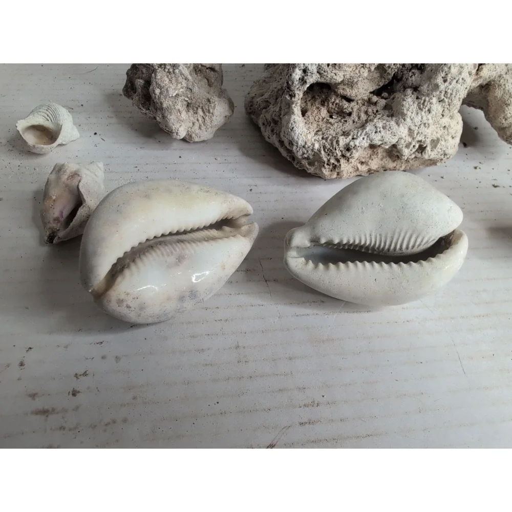 Mixed Lot Of 12 Coral Skeleton And Aquarium Seashell Pieces